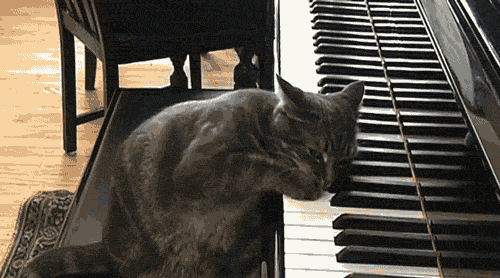 Funny Gif: Jerry Lee Kitty