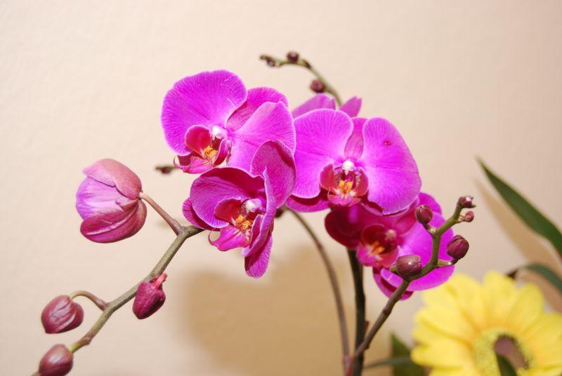 Орхидея фаленопсис - уход за растением по месяцам