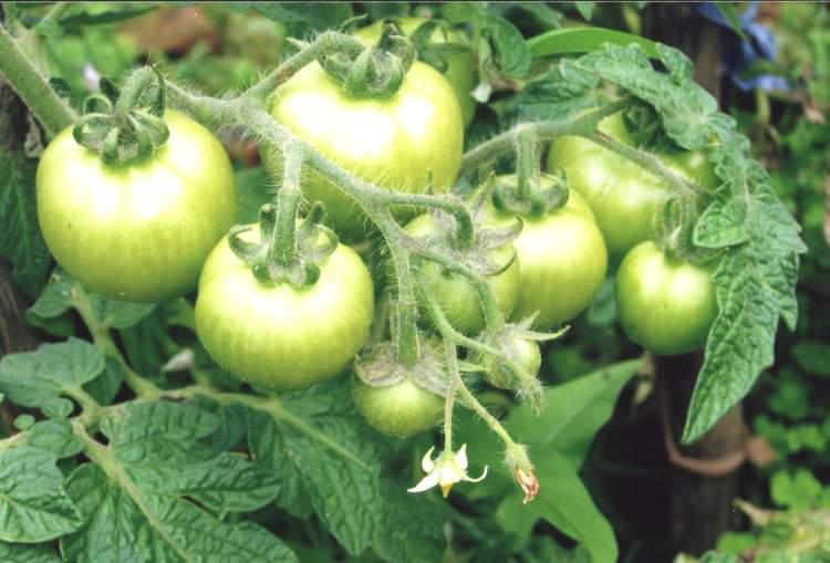 Как поторопить томаты, чтобы они быстрее покраснели