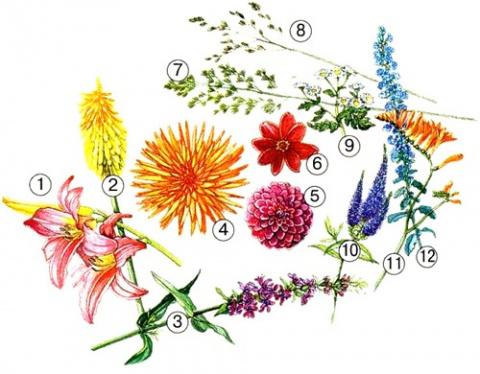 Лилейники - как садить и комбинировать с другими цветами