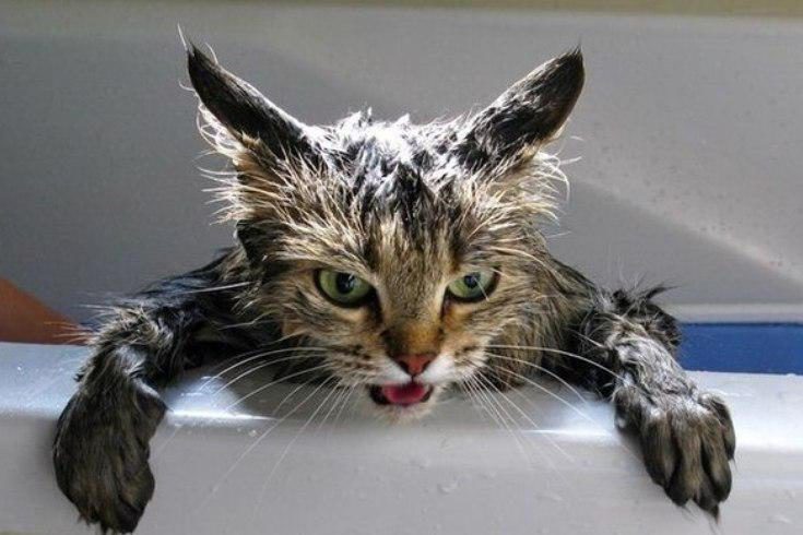Как правильно помыть кота. Инструкция