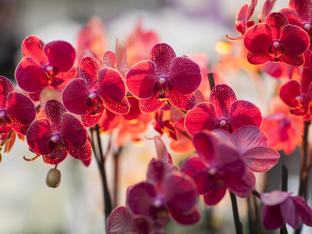 Орхидеи - все секреты ухода