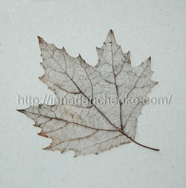 Скелетирование листьев - заготовки для оригинальных поделок - Поделки вместе с детьми