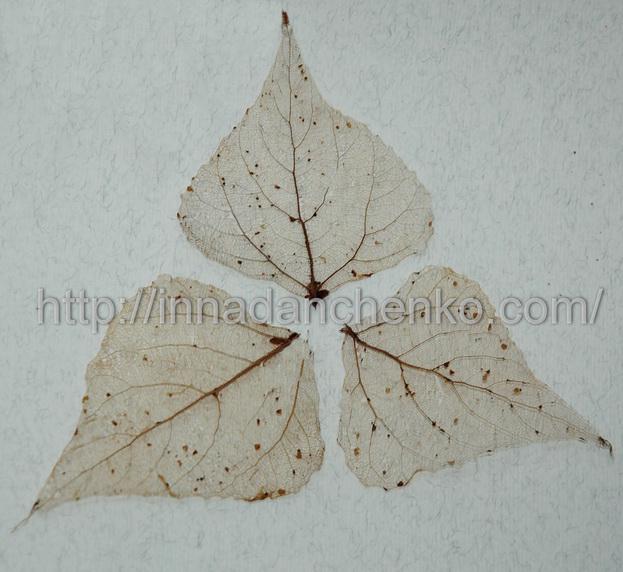 Скелетирование листьев - заготовки для оригинальных поделок - Поделки вместе с детьми