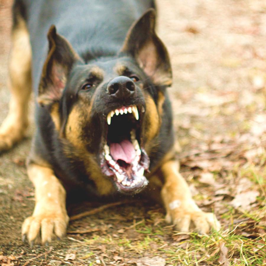 Если на вас напали бродячие собаки - правила безопасности и защита