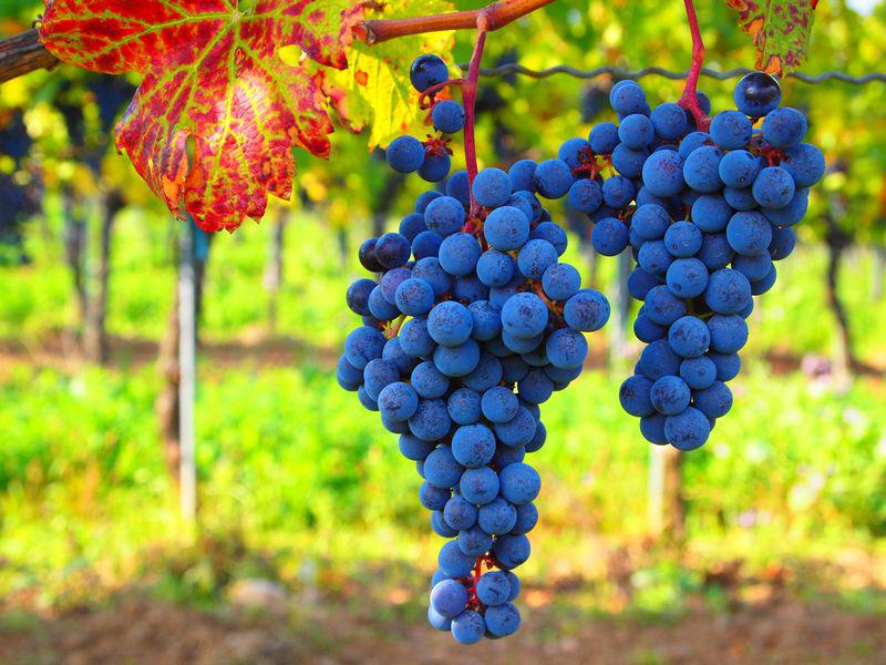 Как укрыть саженцы винограда на зиму