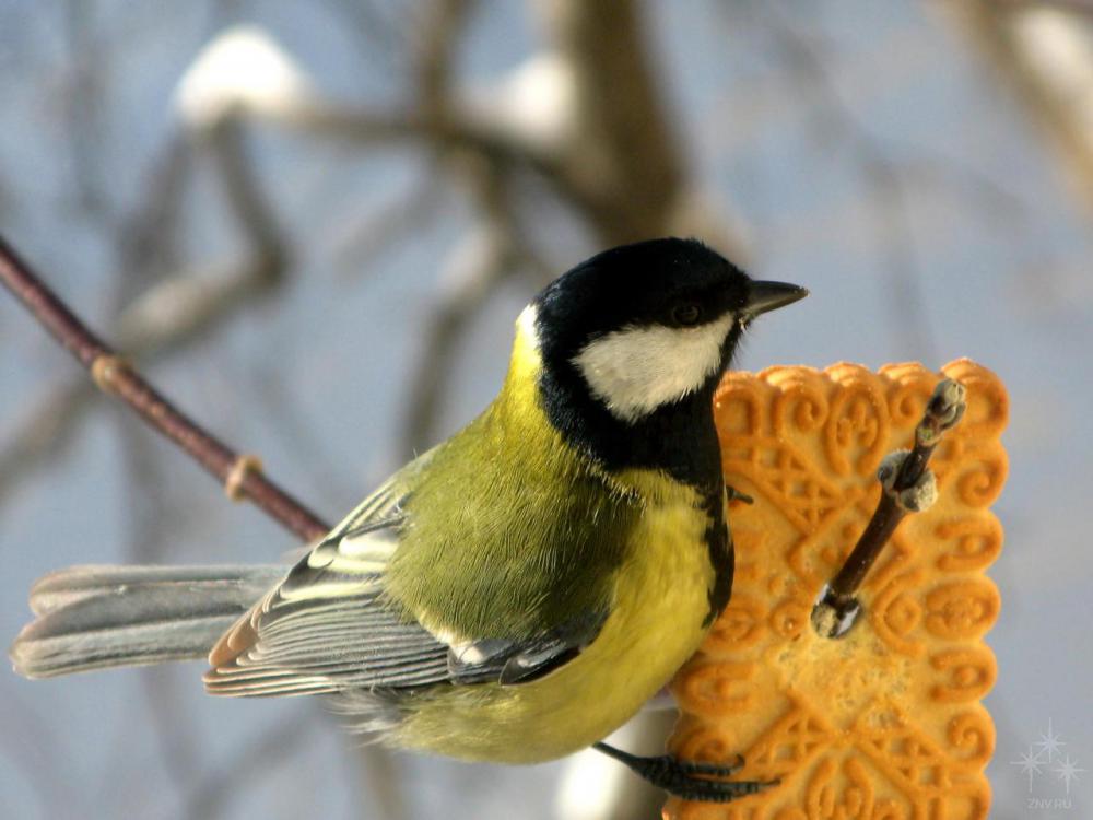 Чем  и как кормить птиц зимой