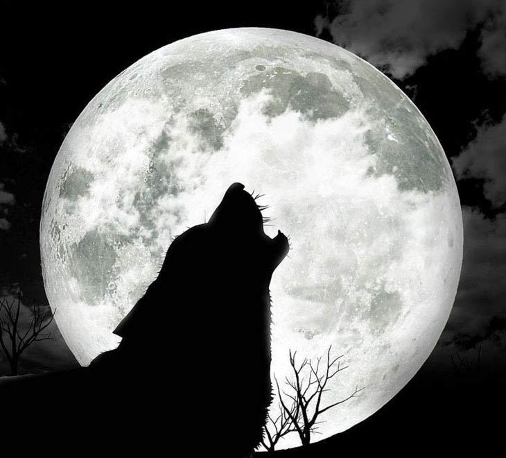 В ночь на 11 мая не пропустите полнолуние Волка!