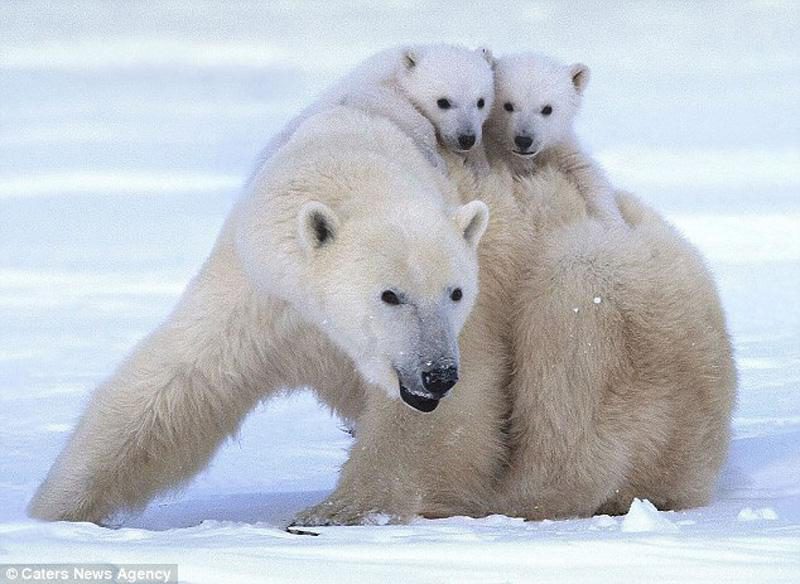Зимние забавы белых медвежат и их мамы
