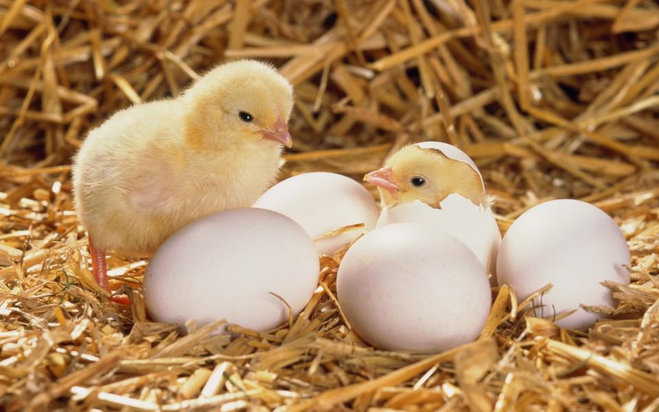 Как развивается цыпленок в яйце - удивительное зрелище!