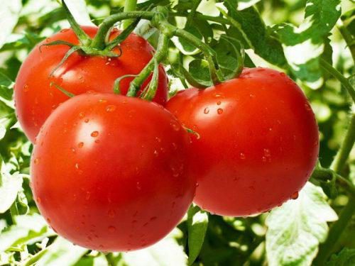 Выращивания томатов в теплице