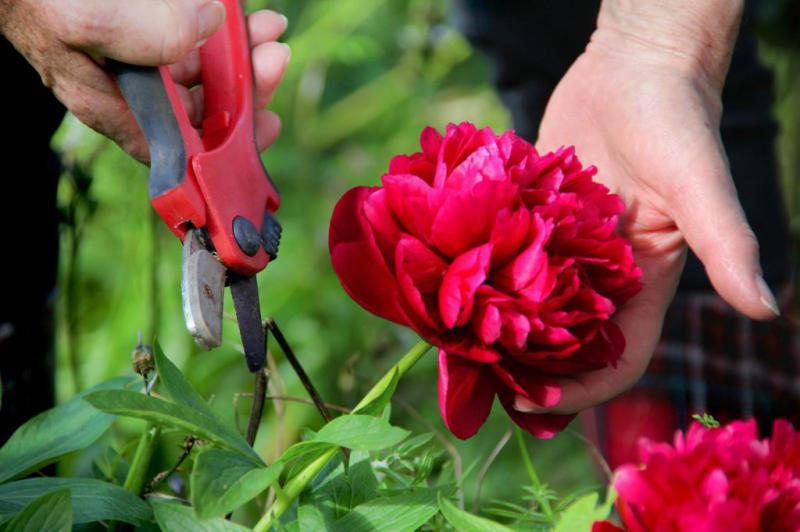 Как правильно срезать цветы пионов, чтобы не повредить растение
