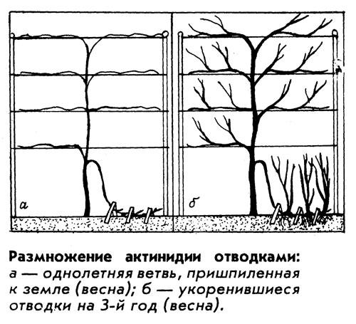 актинидия коломикта рецепты заготовок. Смотреть фото актинидия коломикта рецепты заготовок. Смотреть картинку актинидия коломикта рецепты заготовок. Картинка про актинидия коломикта рецепты заготовок. Фото актинидия коломикта рецепты заготовок