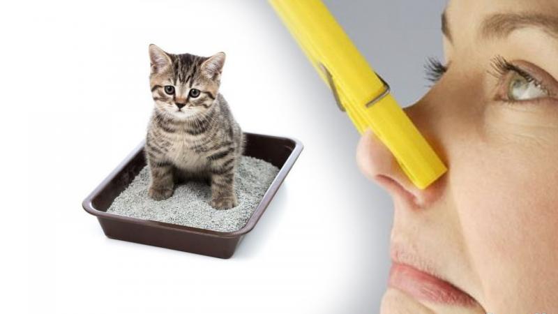 Как удалить запах кошачьей и собачьей мочи навсегда
