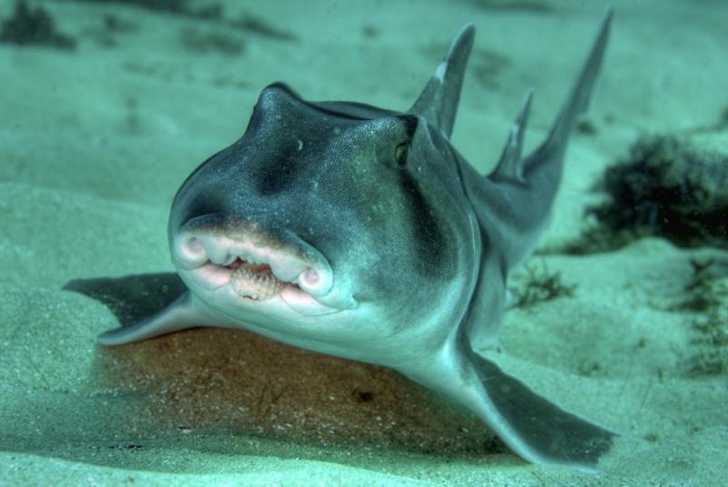 Австралийская рогатая акула - рыба, у которой странное всё