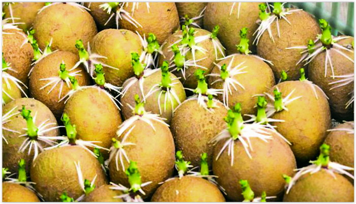 Эффективный способ проращивания картофеля перед посадкой