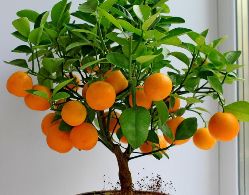 Как вырастить мандарин из косточки дома