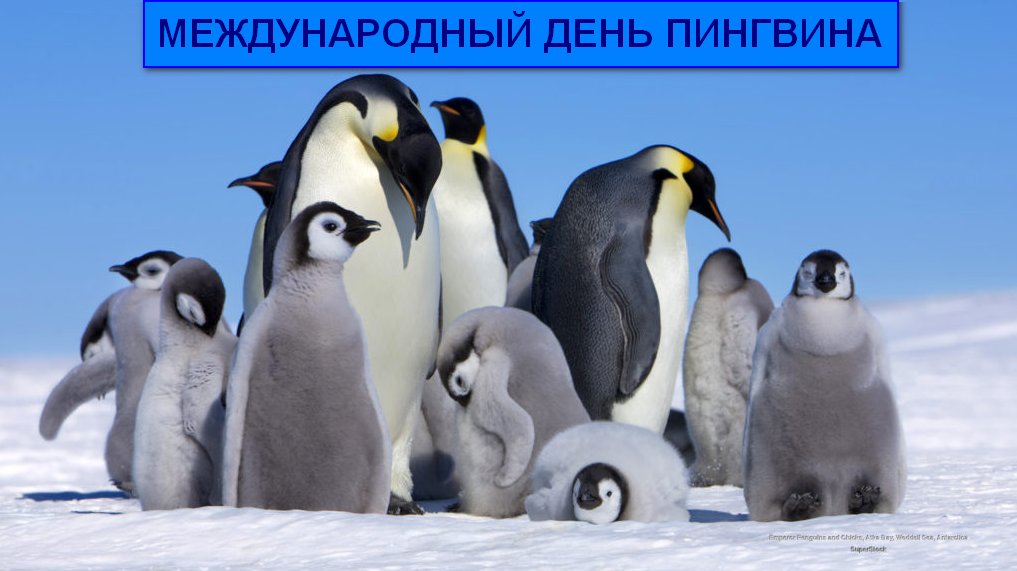 Всемирный день пингвинов - 25 апреля
