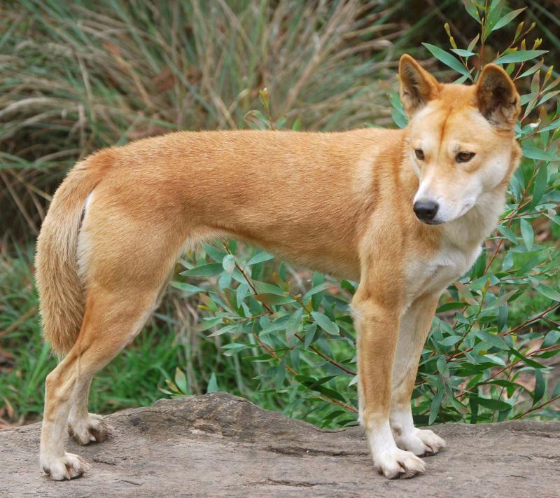 Динго – собака Австралии, которая одичала