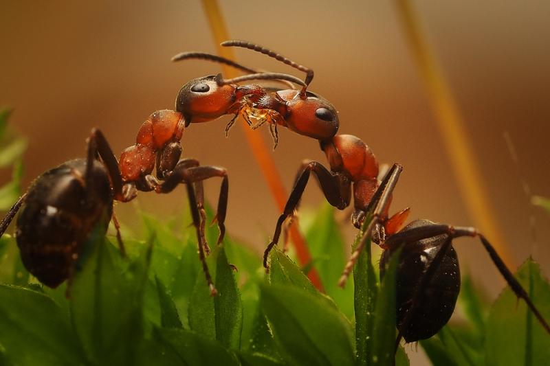 Как рождаются муравьи - муравьиный роддом