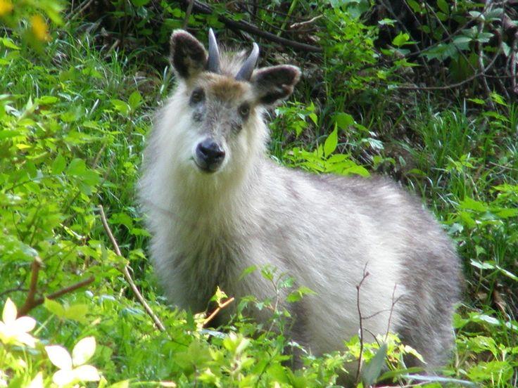 Уникальное животное японский сероу - волк и коза в одном обличье