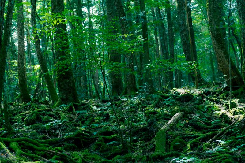 Аокигахара - лес самоубийц в Японии