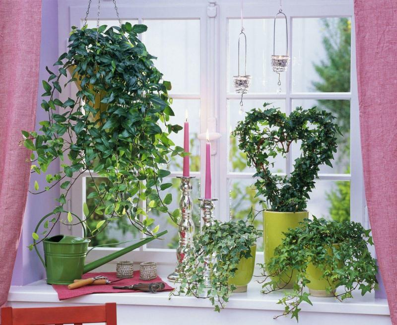 10 самых популярных комнатных вьющихся растений