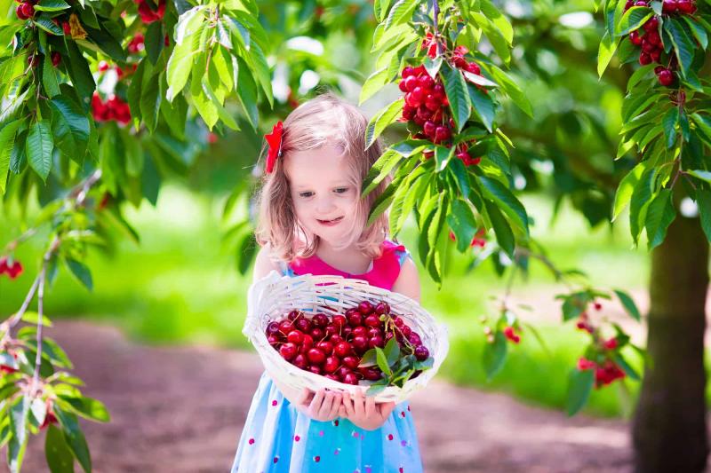 Как вырастить хороший урожай вишни и черешни