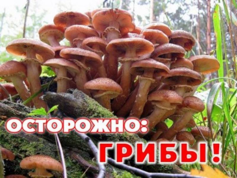 Осторожно, грибы! (ценная информация)