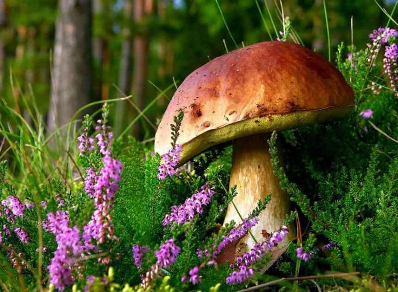 Как правильно искать грибы - советы и схемы