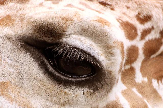Как спят жирафы  и другие интересные факты о жирафах...
