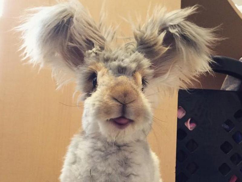 Валли - кролик с самыми большими потешными ушами