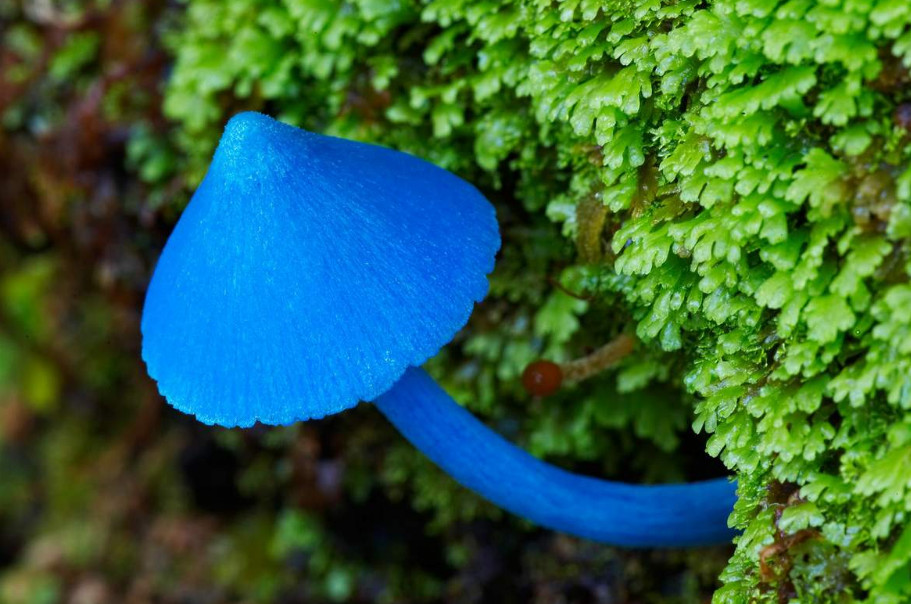 Небесно-голубой гриб - чудо природы