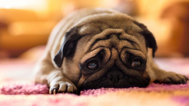 что делать если щенок что то съел на улице. Смотреть фото что делать если щенок что то съел на улице. Смотреть картинку что делать если щенок что то съел на улице. Картинка про что делать если щенок что то съел на улице. Фото что делать если щенок что то съел на улице
