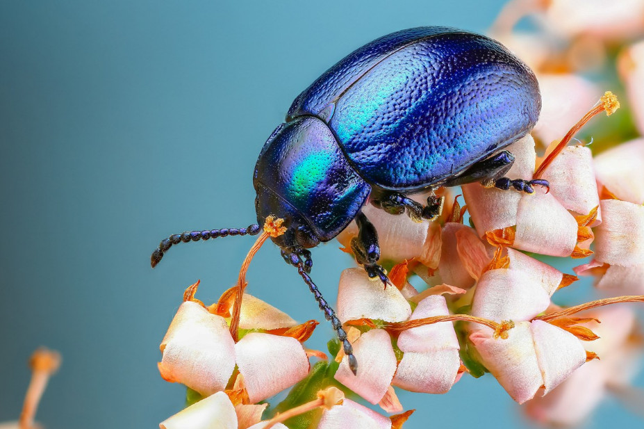 Самые красивые и интересные жуки планеты