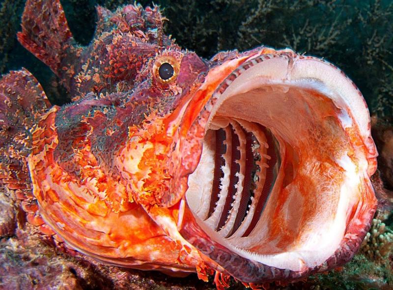 ΡΡΠ±Π° ΠΊΠ°ΠΌΠ΅Π½Ρ ΡΠ°ΠΌΠ°Ρ ΡΠ΄ΠΎΠ²ΠΈΡΠ°Ρ ΡΡΠ±Π° Π² ΠΌΠΈΡΠ΅. Π‘ΠΌΠΎΡΡΠ΅ΡΡ ΡΠΎΡΠΎ ΡΡΠ±Π° ΠΊΠ°ΠΌΠ΅Π½Ρ ΡΠ°ΠΌΠ°Ρ ΡΠ΄ΠΎΠ²ΠΈΡΠ°Ρ ΡΡΠ±Π° Π² ΠΌΠΈΡΠ΅. Π‘ΠΌΠΎΡΡΠ΅ΡΡ ΠΊΠ°ΡΡΠΈΠ½ΠΊΡ ΡΡΠ±Π° ΠΊΠ°ΠΌΠ΅Π½Ρ ΡΠ°ΠΌΠ°Ρ ΡΠ΄ΠΎΠ²ΠΈΡΠ°Ρ ΡΡΠ±Π° Π² ΠΌΠΈΡΠ΅. ΠΠ°ΡΡΠΈΠ½ΠΊΠ° ΠΏΡΠΎ ΡΡΠ±Π° ΠΊΠ°ΠΌΠ΅Π½Ρ ΡΠ°ΠΌΠ°Ρ ΡΠ΄ΠΎΠ²ΠΈΡΠ°Ρ ΡΡΠ±Π° Π² ΠΌΠΈΡΠ΅. Π€ΠΎΡΠΎ ΡΡΠ±Π° ΠΊΠ°ΠΌΠ΅Π½Ρ ΡΠ°ΠΌΠ°Ρ ΡΠ΄ΠΎΠ²ΠΈΡΠ°Ρ ΡΡΠ±Π° Π² ΠΌΠΈΡΠ΅ ΡΡΠ±Π° ΠΊΠ°ΠΌΠ΅Π½Ρ ΡΠ°ΠΌΠ°Ρ ΡΠ΄ΠΎΠ²ΠΈΡΠ°Ρ ΡΡΠ±Π° Π² ΠΌΠΈΡΠ΅. Π‘ΠΌΠΎΡΡΠ΅ΡΡ ΡΠΎΡΠΎ ΡΡΠ±Π° ΠΊΠ°ΠΌΠ΅Π½Ρ ΡΠ°ΠΌΠ°Ρ ΡΠ΄ΠΎΠ²ΠΈΡΠ°Ρ ΡΡΠ±Π° Π² ΠΌΠΈΡΠ΅. Π‘ΠΌΠΎΡΡΠ΅ΡΡ ΠΊΠ°ΡΡΠΈΠ½ΠΊΡ ΡΡΠ±Π° ΠΊΠ°ΠΌΠ΅Π½Ρ ΡΠ°ΠΌΠ°Ρ ΡΠ΄ΠΎΠ²ΠΈΡΠ°Ρ ΡΡΠ±Π° Π² ΠΌΠΈΡΠ΅. ΠΠ°ΡΡΠΈΠ½ΠΊΠ° ΠΏΡΠΎ ΡΡΠ±Π° ΠΊΠ°ΠΌΠ΅Π½Ρ ΡΠ°ΠΌΠ°Ρ ΡΠ΄ΠΎΠ²ΠΈΡΠ°Ρ ΡΡΠ±Π° Π² ΠΌΠΈΡΠ΅. Π€ΠΎΡΠΎ ΡΡΠ±Π° ΠΊΠ°ΠΌΠ΅Π½Ρ ΡΠ°ΠΌΠ°Ρ ΡΠ΄ΠΎΠ²ΠΈΡΠ°Ρ ΡΡΠ±Π° Π² ΠΌΠΈΡΠ΅