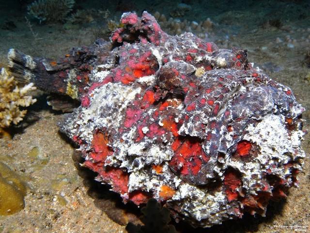 ΡΡΠ±Π° ΠΊΠ°ΠΌΠ΅Π½Ρ ΡΠ°ΠΌΠ°Ρ ΡΠ΄ΠΎΠ²ΠΈΡΠ°Ρ ΡΡΠ±Π° Π² ΠΌΠΈΡΠ΅. Π‘ΠΌΠΎΡΡΠ΅ΡΡ ΡΠΎΡΠΎ ΡΡΠ±Π° ΠΊΠ°ΠΌΠ΅Π½Ρ ΡΠ°ΠΌΠ°Ρ ΡΠ΄ΠΎΠ²ΠΈΡΠ°Ρ ΡΡΠ±Π° Π² ΠΌΠΈΡΠ΅. Π‘ΠΌΠΎΡΡΠ΅ΡΡ ΠΊΠ°ΡΡΠΈΠ½ΠΊΡ ΡΡΠ±Π° ΠΊΠ°ΠΌΠ΅Π½Ρ ΡΠ°ΠΌΠ°Ρ ΡΠ΄ΠΎΠ²ΠΈΡΠ°Ρ ΡΡΠ±Π° Π² ΠΌΠΈΡΠ΅. ΠΠ°ΡΡΠΈΠ½ΠΊΠ° ΠΏΡΠΎ ΡΡΠ±Π° ΠΊΠ°ΠΌΠ΅Π½Ρ ΡΠ°ΠΌΠ°Ρ ΡΠ΄ΠΎΠ²ΠΈΡΠ°Ρ ΡΡΠ±Π° Π² ΠΌΠΈΡΠ΅. Π€ΠΎΡΠΎ ΡΡΠ±Π° ΠΊΠ°ΠΌΠ΅Π½Ρ ΡΠ°ΠΌΠ°Ρ ΡΠ΄ΠΎΠ²ΠΈΡΠ°Ρ ΡΡΠ±Π° Π² ΠΌΠΈΡΠ΅ ΡΡΠ±Π° ΠΊΠ°ΠΌΠ΅Π½Ρ ΡΠ°ΠΌΠ°Ρ ΡΠ΄ΠΎΠ²ΠΈΡΠ°Ρ ΡΡΠ±Π° Π² ΠΌΠΈΡΠ΅. Π‘ΠΌΠΎΡΡΠ΅ΡΡ ΡΠΎΡΠΎ ΡΡΠ±Π° ΠΊΠ°ΠΌΠ΅Π½Ρ ΡΠ°ΠΌΠ°Ρ ΡΠ΄ΠΎΠ²ΠΈΡΠ°Ρ ΡΡΠ±Π° Π² ΠΌΠΈΡΠ΅. Π‘ΠΌΠΎΡΡΠ΅ΡΡ ΠΊΠ°ΡΡΠΈΠ½ΠΊΡ ΡΡΠ±Π° ΠΊΠ°ΠΌΠ΅Π½Ρ ΡΠ°ΠΌΠ°Ρ ΡΠ΄ΠΎΠ²ΠΈΡΠ°Ρ ΡΡΠ±Π° Π² ΠΌΠΈΡΠ΅. ΠΠ°ΡΡΠΈΠ½ΠΊΠ° ΠΏΡΠΎ ΡΡΠ±Π° ΠΊΠ°ΠΌΠ΅Π½Ρ ΡΠ°ΠΌΠ°Ρ ΡΠ΄ΠΎΠ²ΠΈΡΠ°Ρ ΡΡΠ±Π° Π² ΠΌΠΈΡΠ΅. Π€ΠΎΡΠΎ ΡΡΠ±Π° ΠΊΠ°ΠΌΠ΅Π½Ρ ΡΠ°ΠΌΠ°Ρ ΡΠ΄ΠΎΠ²ΠΈΡΠ°Ρ ΡΡΠ±Π° Π² ΠΌΠΈΡΠ΅