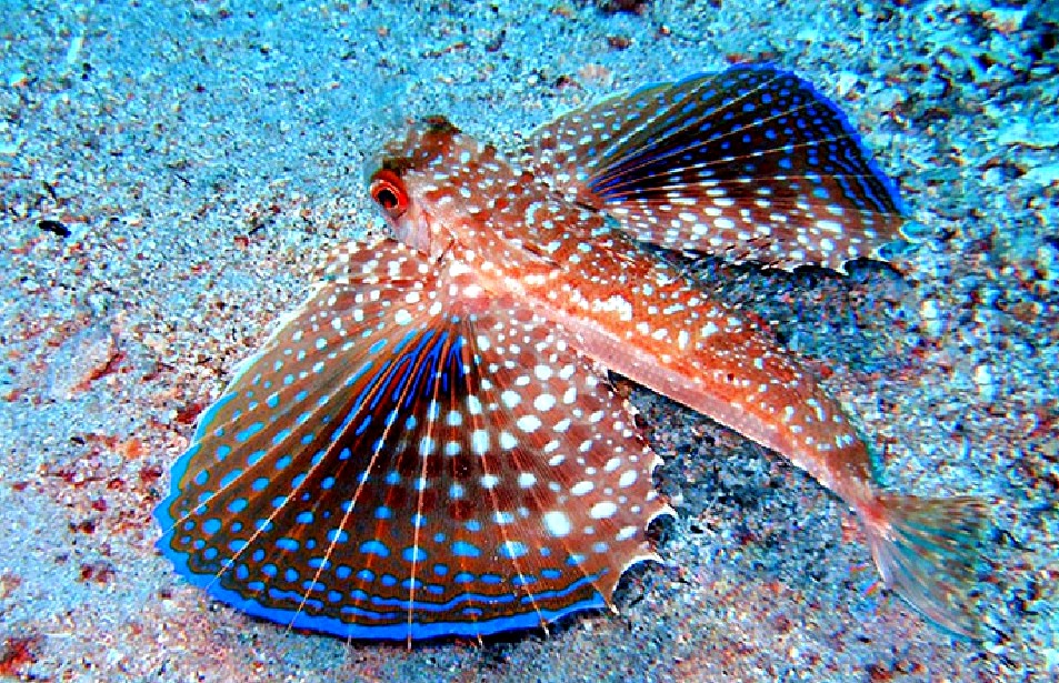 Морское чудо - подводная бабочка или средиземноморский долгопер