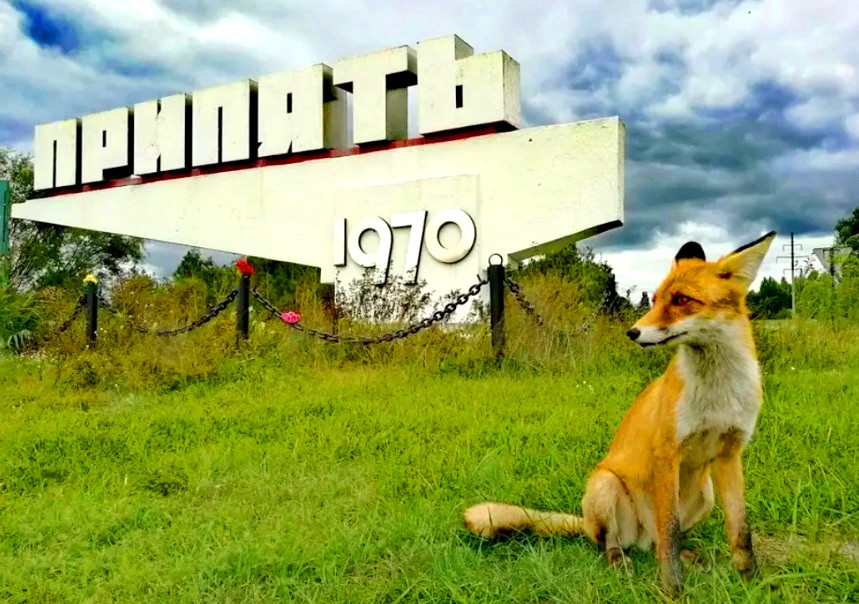 Животные Чернобыльской зоны