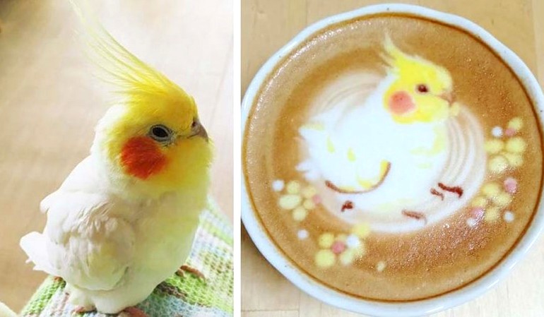 Птичьи портреты на кофейной пене японской художницы Ку-сан