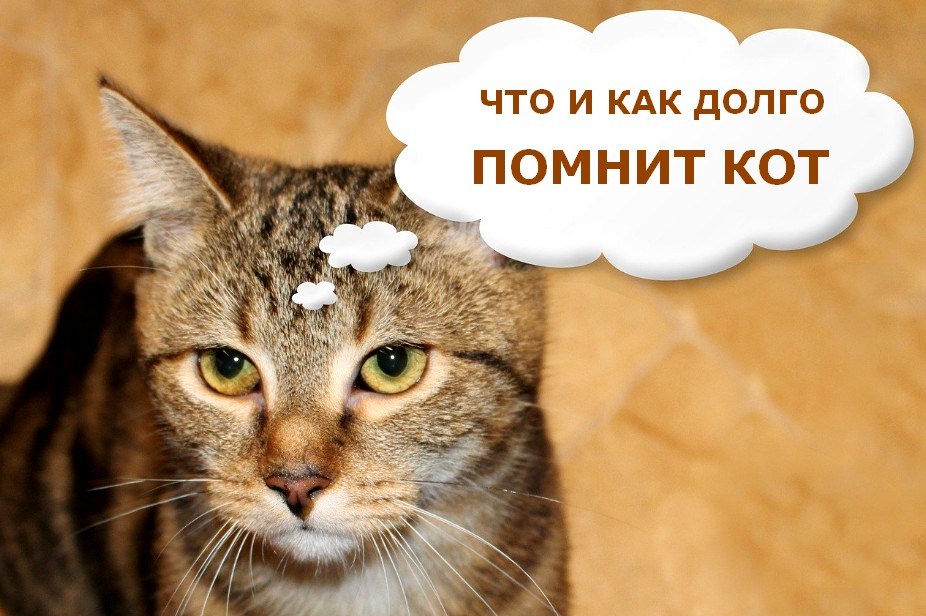 Кошачья память: что и как долго помнит кот?