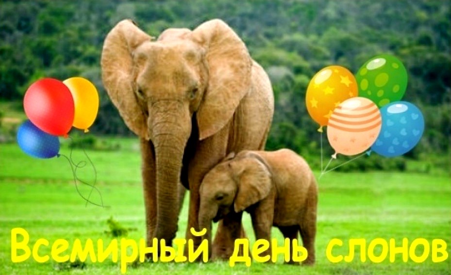 Всемирный день слонов - 80 интересных фактов