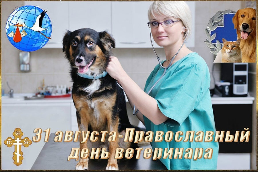 Православный день ветеринара в России - история и интересные факты