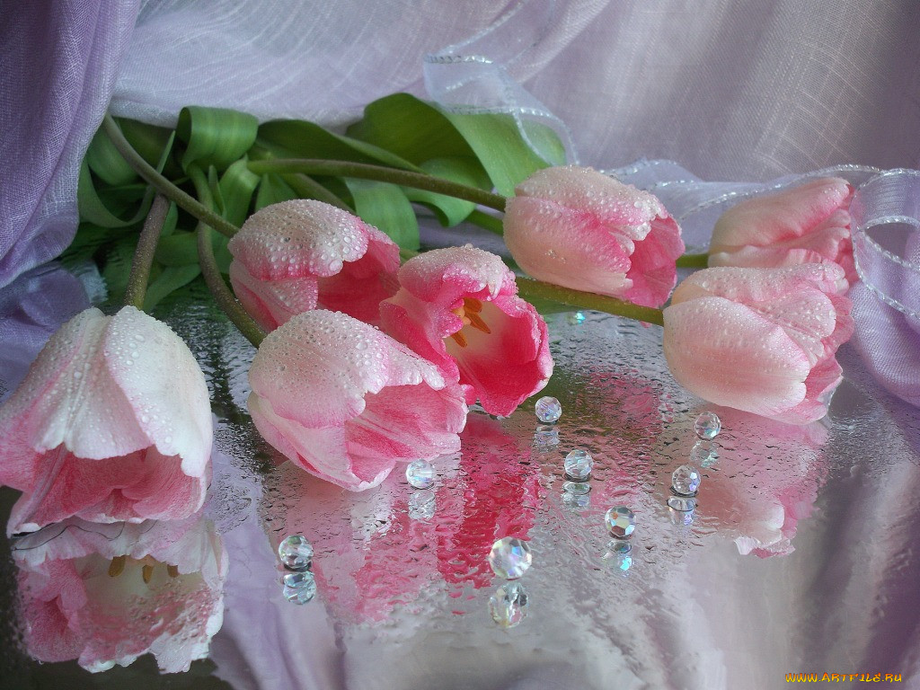 Нежный аромат весны. Нежные тюльпаны. Розовые тюльпаны в снегу. Нежные тюльпаны в росе. Роса на тюльпанах.