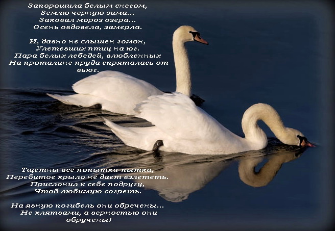 Песня белые лебеди автор. Лебединая верность стихи. Стихи о лебединой ревности. Верность лебедей стихи. Стихотворение про лебедя.