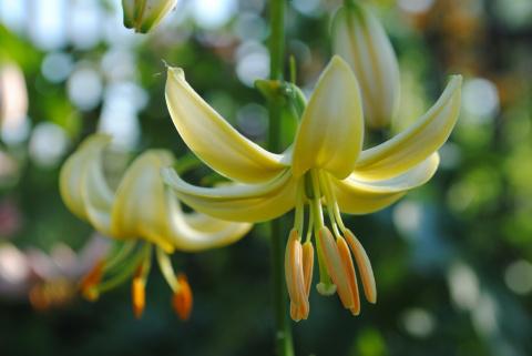 На пике садовой моды &ndash; лилии-мартагоны