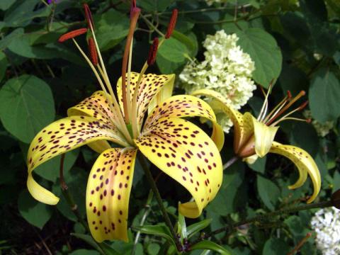 На пике садовой моды &ndash; лилии-мартагоны