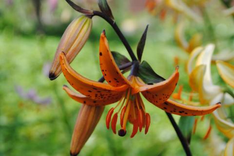 На пике садовой моды &ndash; лилии-мартагоны