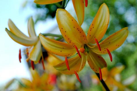 На пике садовой моды &ndash; лилии-мартагоны