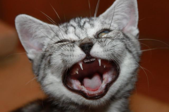 Семь мифов о здоровье зубов у кошек и собак!